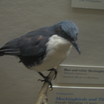 Mockingbirds And Thrashers